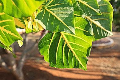 《死亡岛2》已被EMPRESS攻破 破解版流出